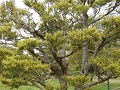 Aichi